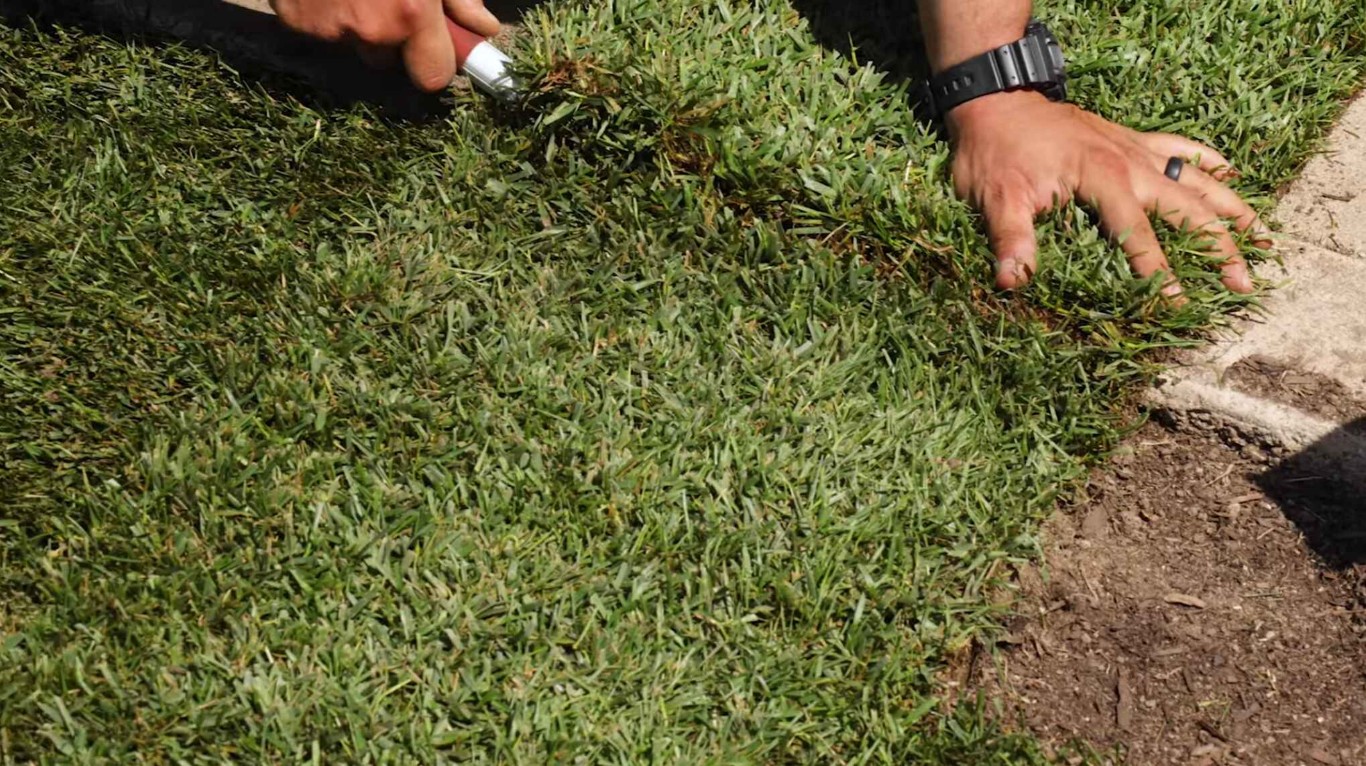 Professional lawn care and maintenance service in Westminster, CA